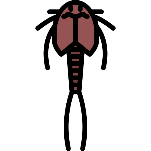 Bug Coloring Color icon
