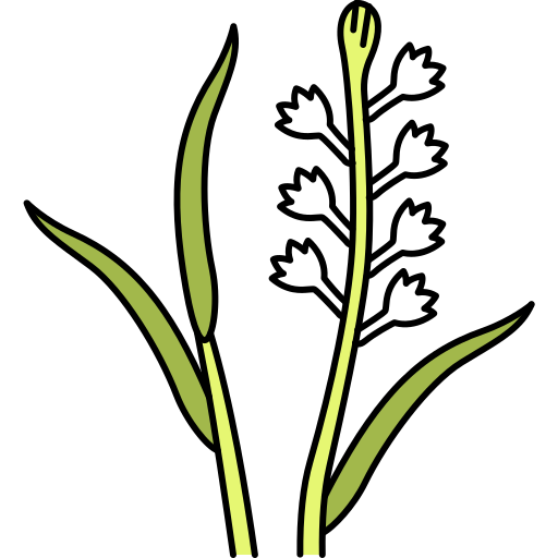 Tuberose Generic Outline Color icon