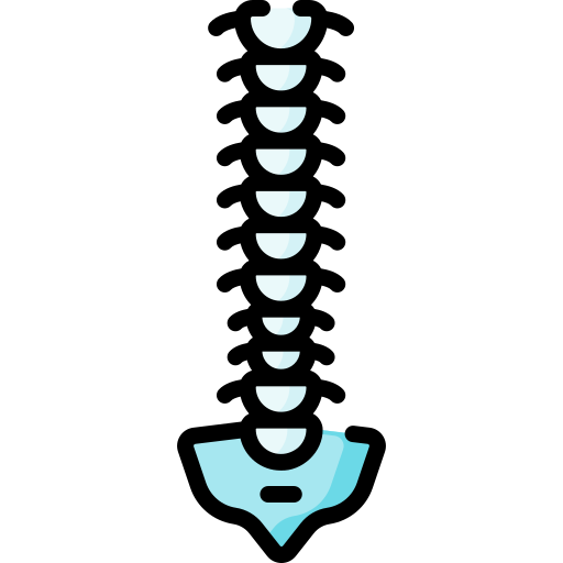 columna vertebral Special Lineal color icono