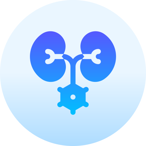 Kidney Basic Gradient Circular icon