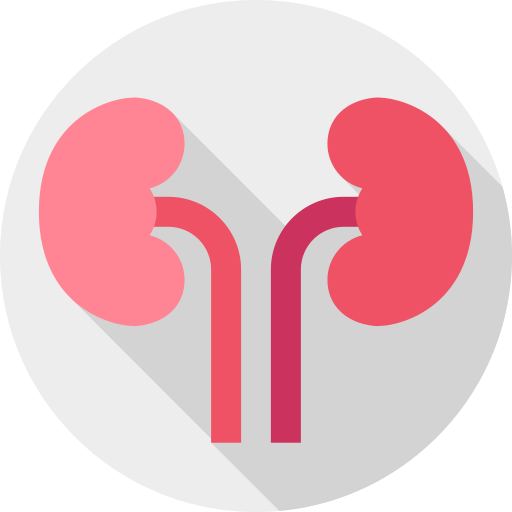 Kidney Flat Circular Flat icon