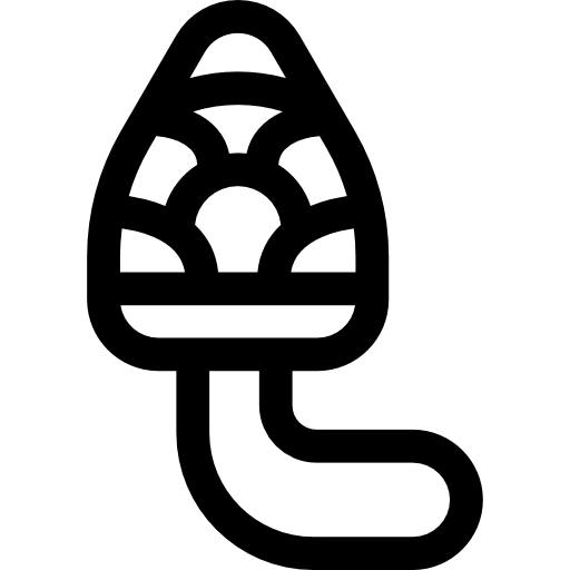 morille Basic Rounded Lineal Icône