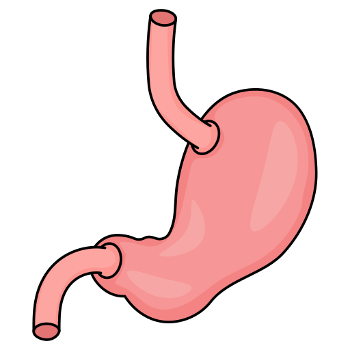 Stomach Generic Thin Outline Color icon