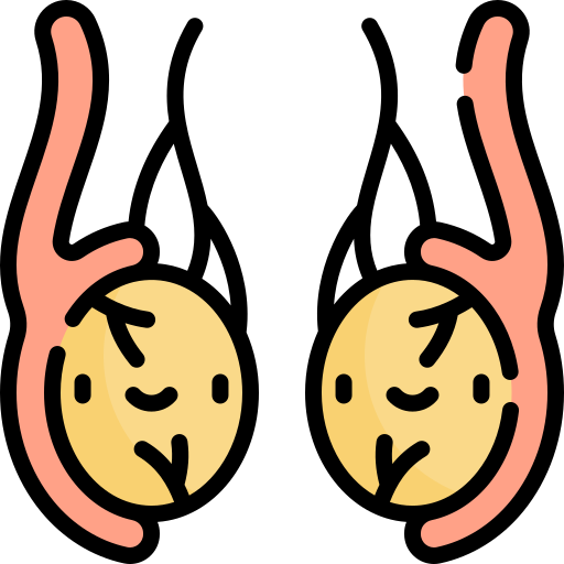 testicule Kawaii Lineal color Icône