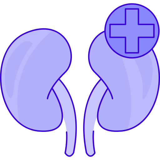 Kidney Generic Outline Color icon