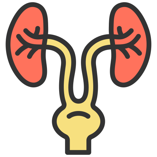 Urology Generic Outline Color icon