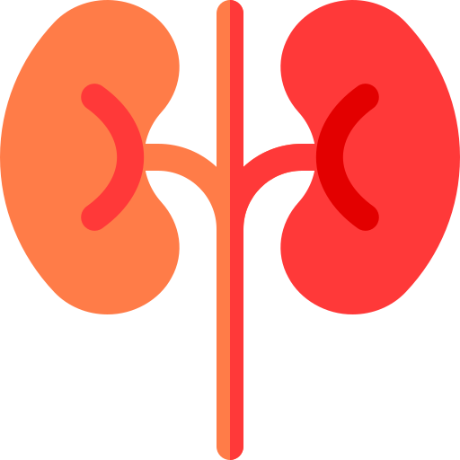 腎臓 Basic Rounded Flat icon