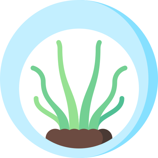 Air plant Special Flat icon