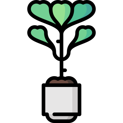 Fiddle fig Special Lineal color icon