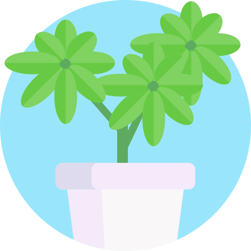 Зонтичное растение Detailed Flat Circular Flat иконка
