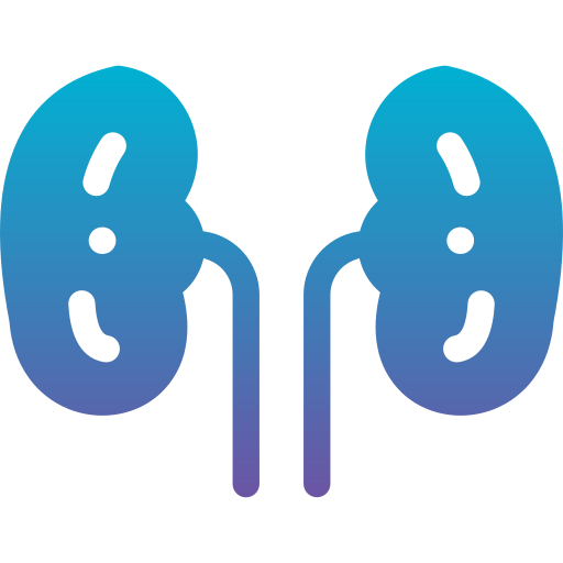 Kidneys Generic Flat Gradient icon