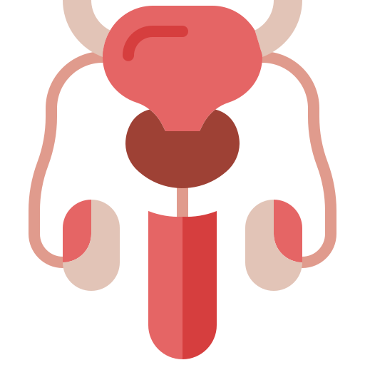 Reproductive system Generic Flat icon