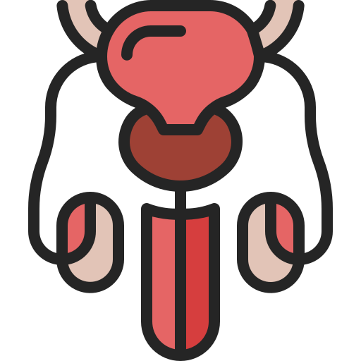 Reproductive system Generic Outline Color icon
