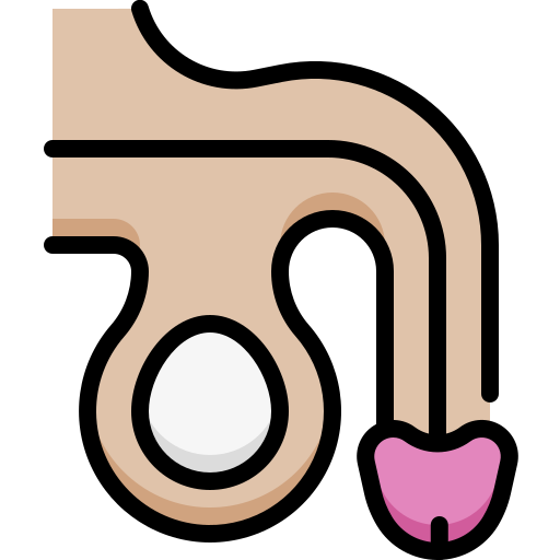 Penis Generic Outline Color icon