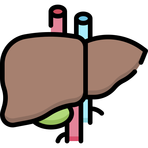 fígado Generic Outline Color Ícone