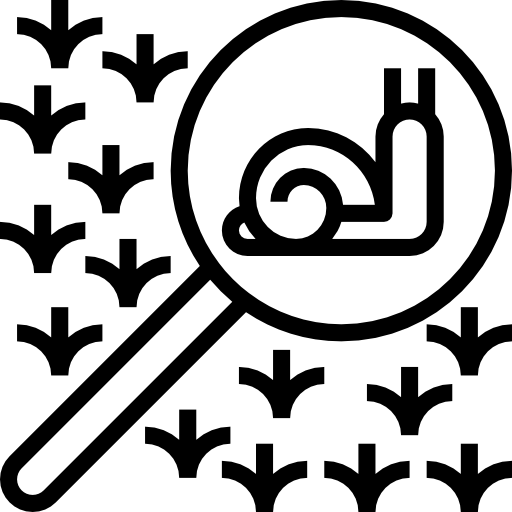 slak Becris Lineal icoon
