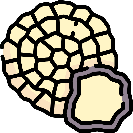 trufa Special Lineal color icono
