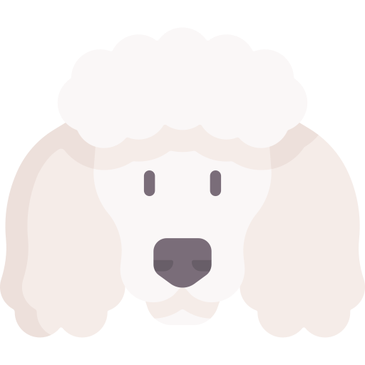 Poodle Special Flat icon