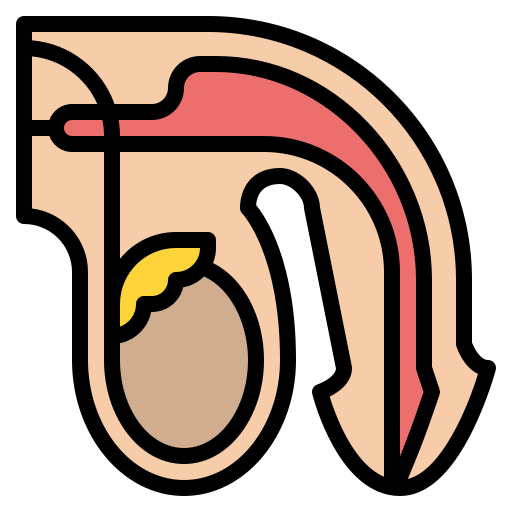 Testicle Iconixar Lineal Color icon