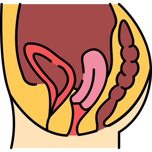 Reproductive system Generic Outline Color icon