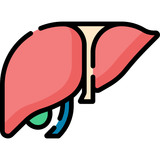 fígado Special Lineal color Ícone