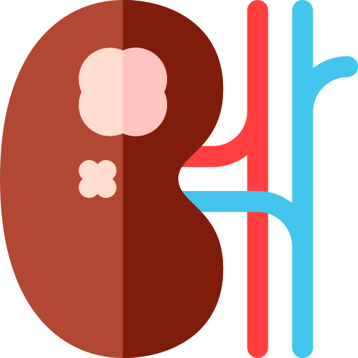 Kidney Basic Rounded Flat icon