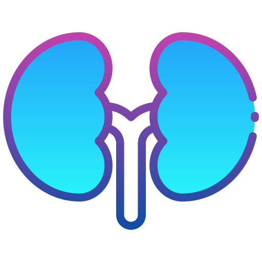 Kidney Generic Lineal Color Gradient icon