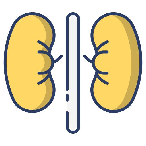 Kidney Generic Outline Color icon