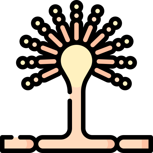 Aspergillus Special Lineal color icon