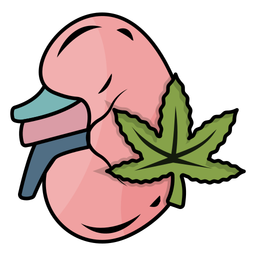 Kidney Generic Outline Color icon