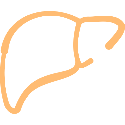 hígado Basic Hand Drawn Color icono