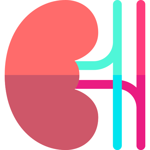腎臓 Basic Rounded Flat icon