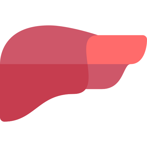 肝臓 Basic Rounded Flat icon