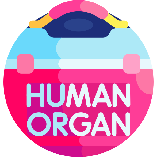 Human organ Detailed Flat Circular Flat icon