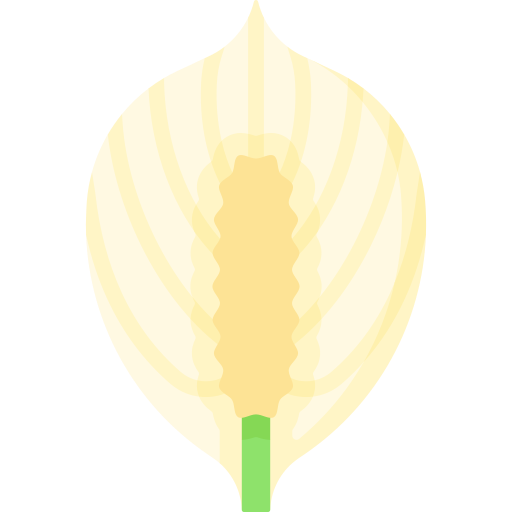 pokojowa lilia Special Flat ikona