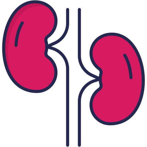 Kidneys Generic Outline Color icon