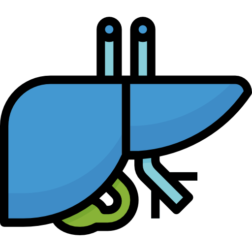 Liver Aphiradee (monkik) Lineal Color icon