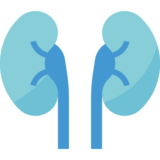 Kidneys Aphiradee (monkik) Flat icon