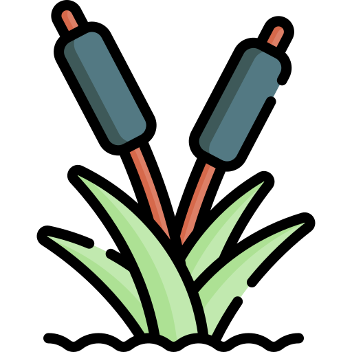 Reeds Special Lineal color icon