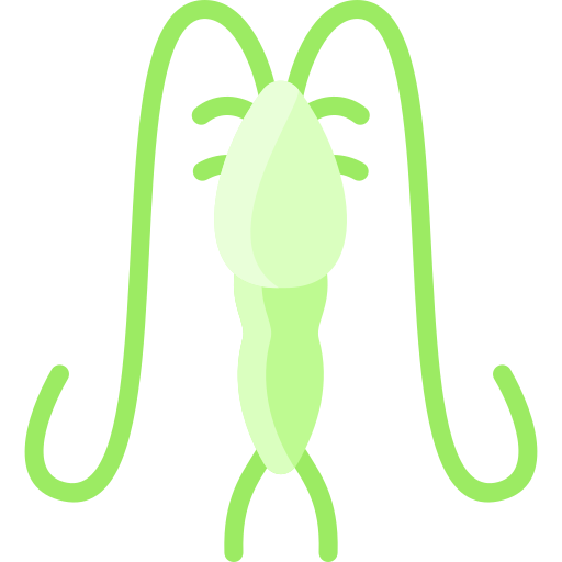 plankton Vitaliy Gorbachev Flat icon