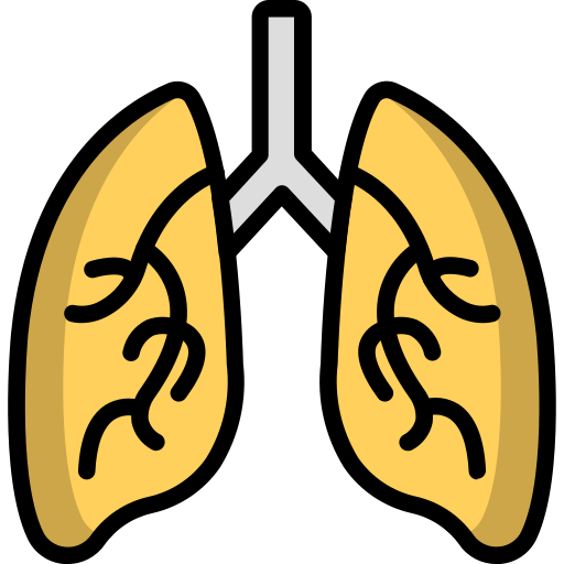 anatomie Generic Outline Color icon