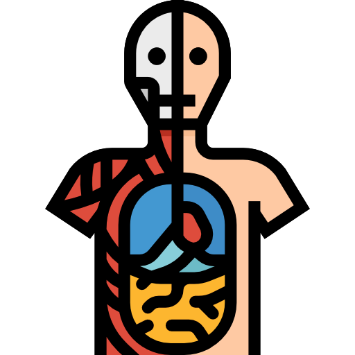 Anatomy Aphiradee (monkik) Lineal Color icon