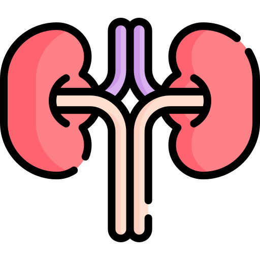 riñón Special Lineal color icono