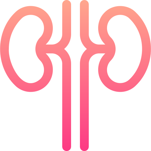 riñón Basic Gradient Lineal color icono