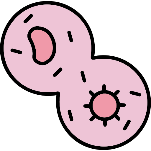 Mitosis Generic Outline Color icon