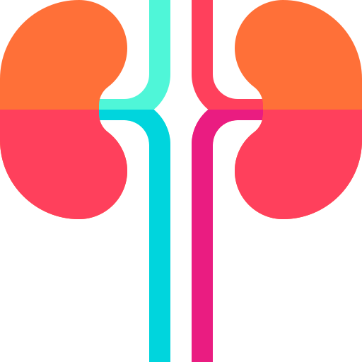 Kidney Basic Straight Flat icon
