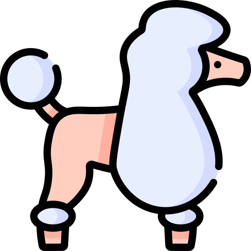 French poodle Special Lineal color icon