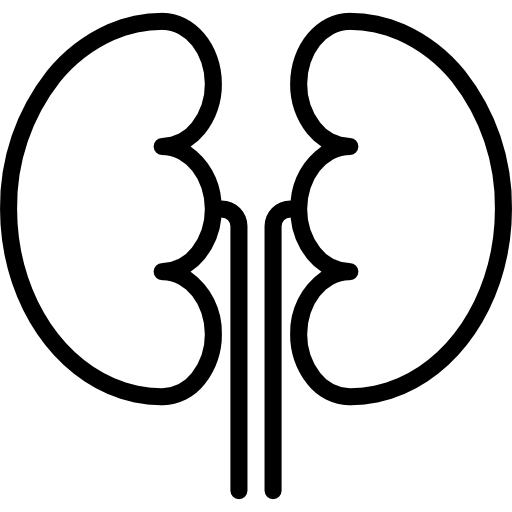riñón srip Lineal icono