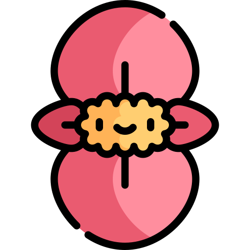 Begonia Kawaii Lineal color icon