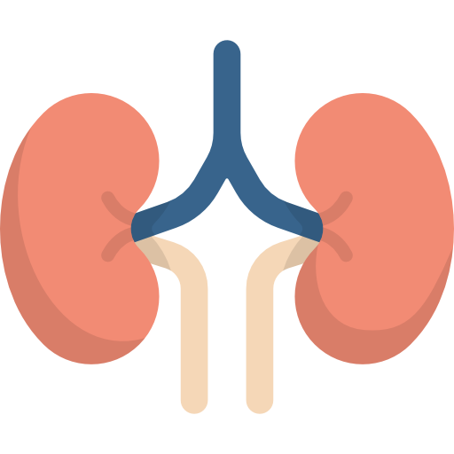 Kidneys Kawaii Flat icon